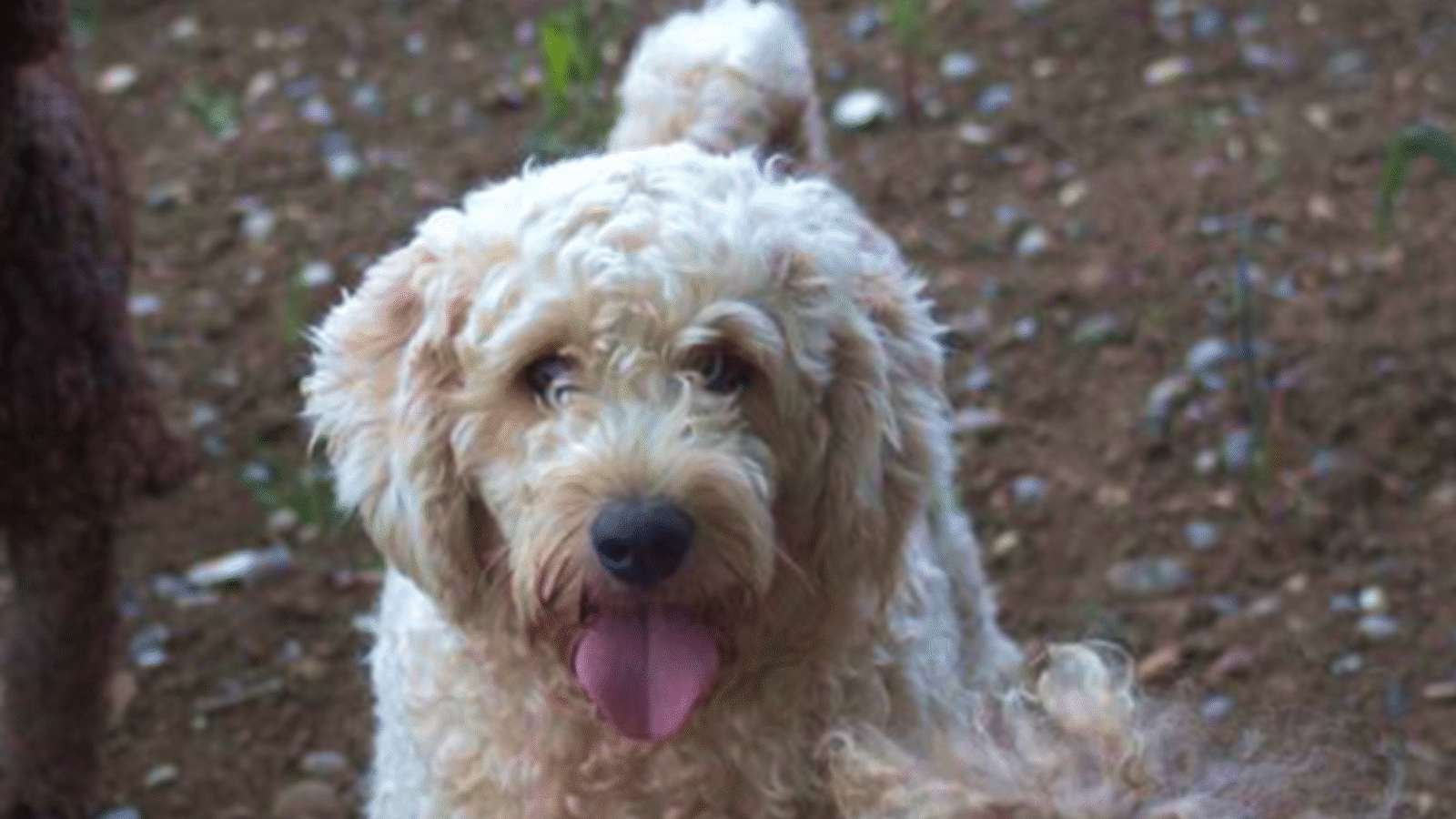 Australian Labradoodle for Sale
