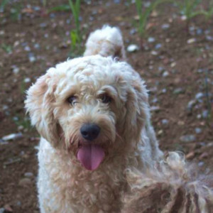 Australian Labradoodle for Sale