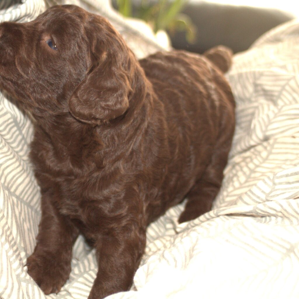 Miniature Australian Labradoodle UK