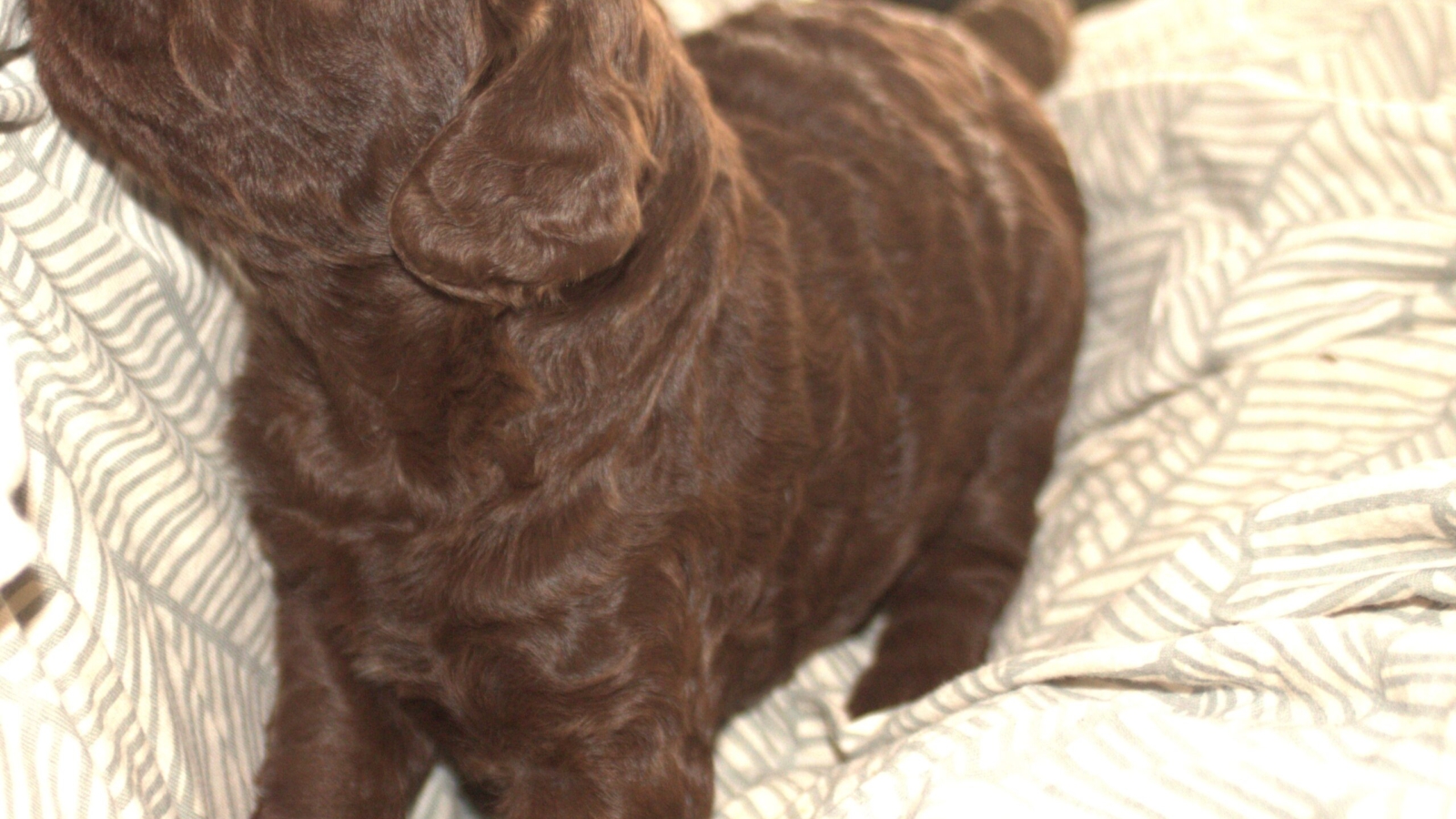 Miniature Australian Labradoodle UK