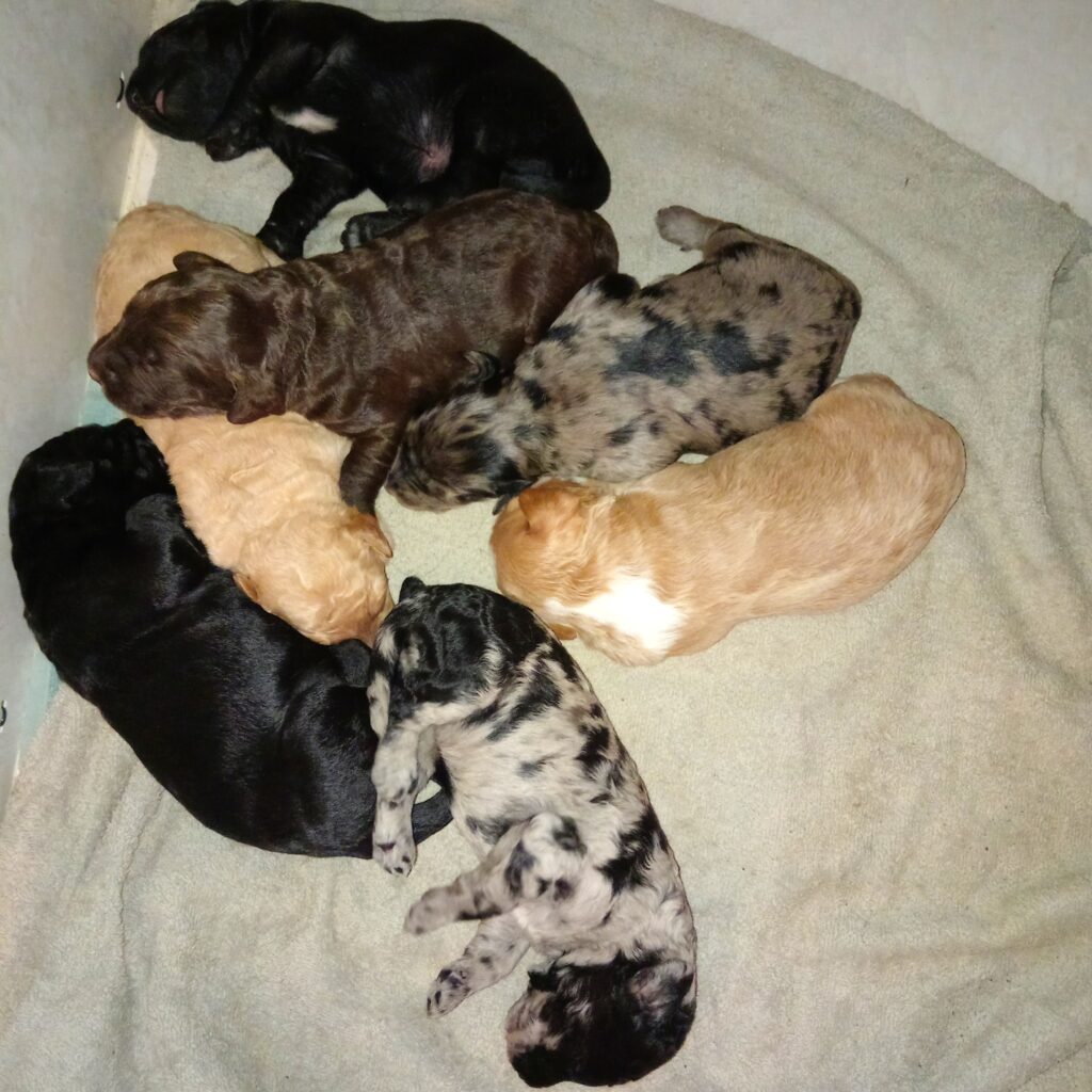 Australian Labradoodles puppies