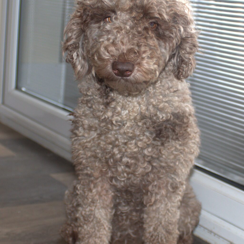 Australian labradoodle puppies