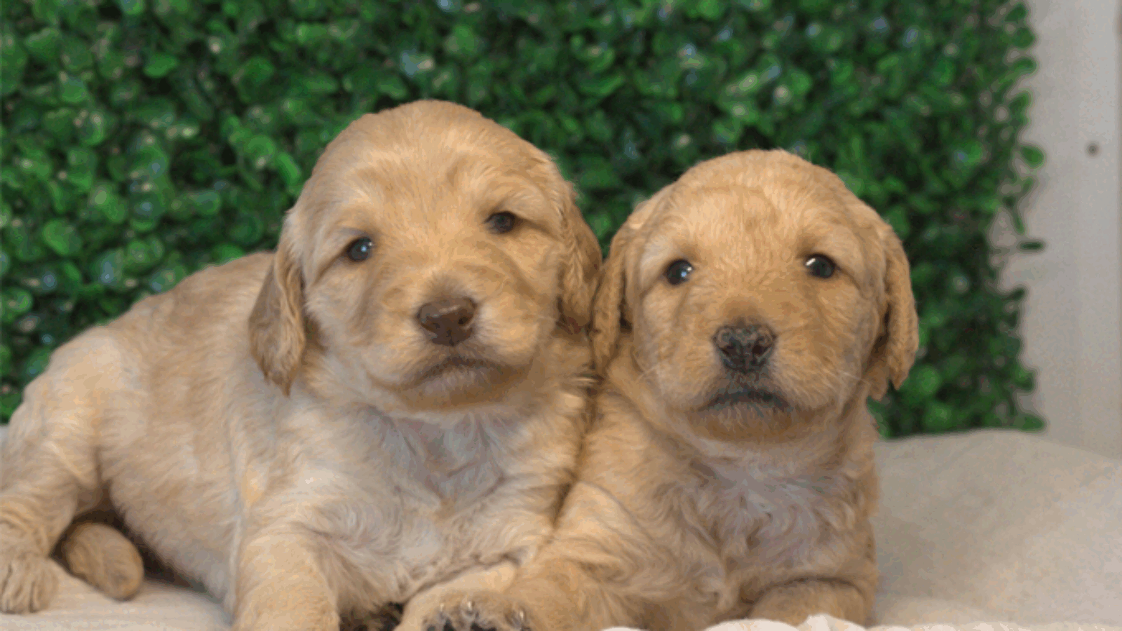 Mini Australian Labradoodle Puppies