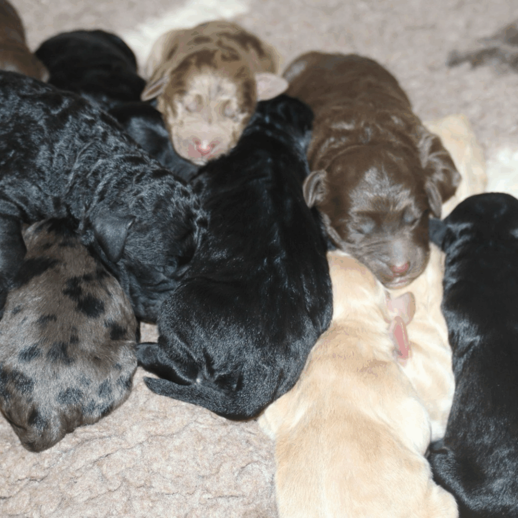Labradoodle Puppies for Sale