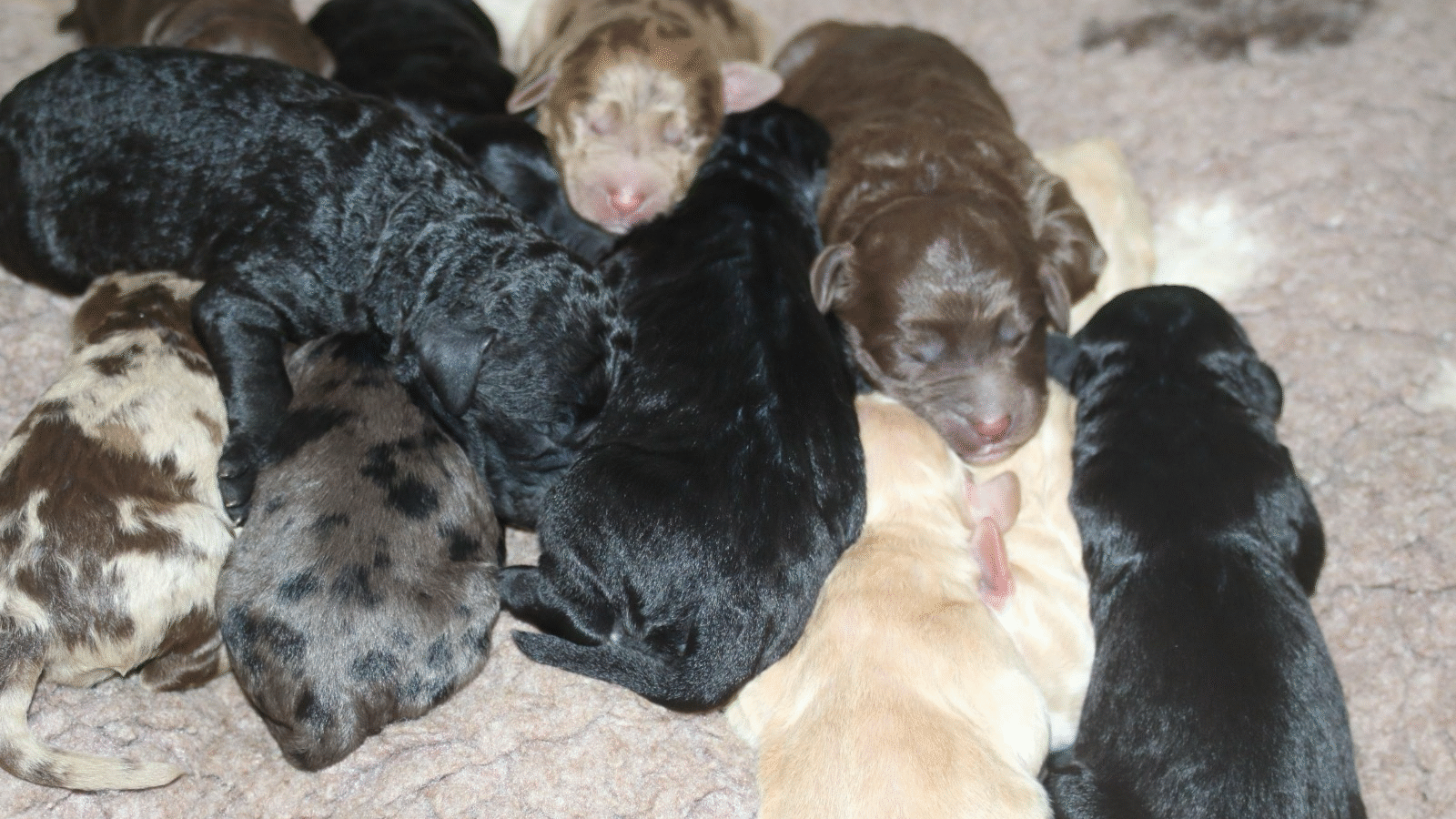 Labradoodle Puppies for Sale