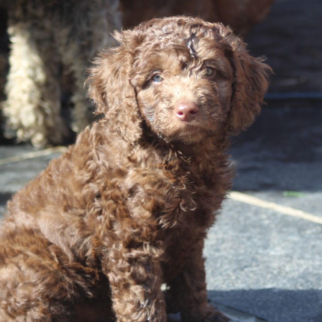 Miniature Australian Labradoodle in the UK