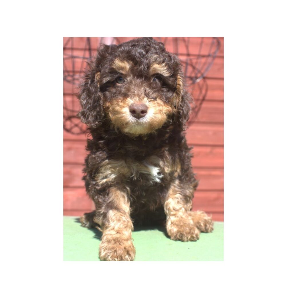Miniature Labradoodle Puppies for Sale