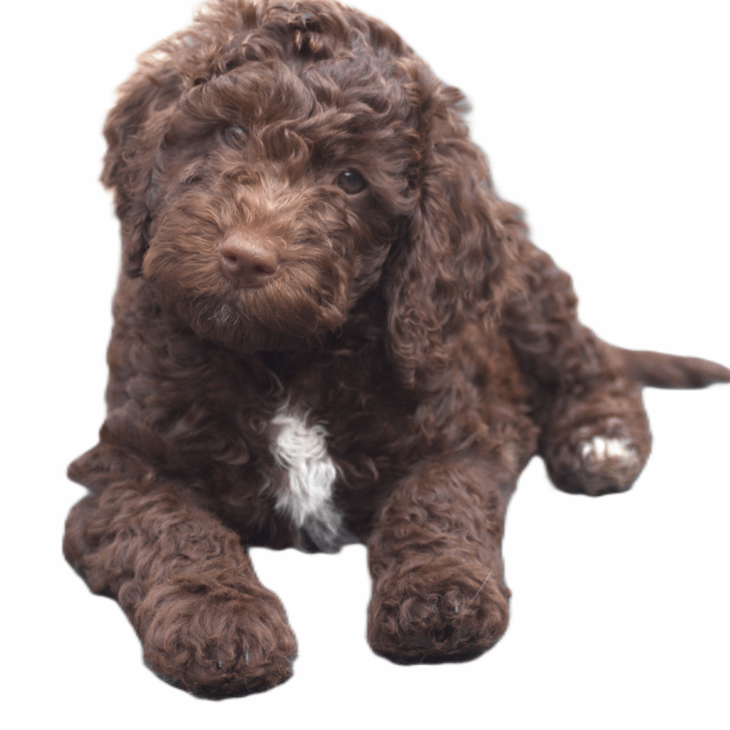 Dog Grooming Essentials Online