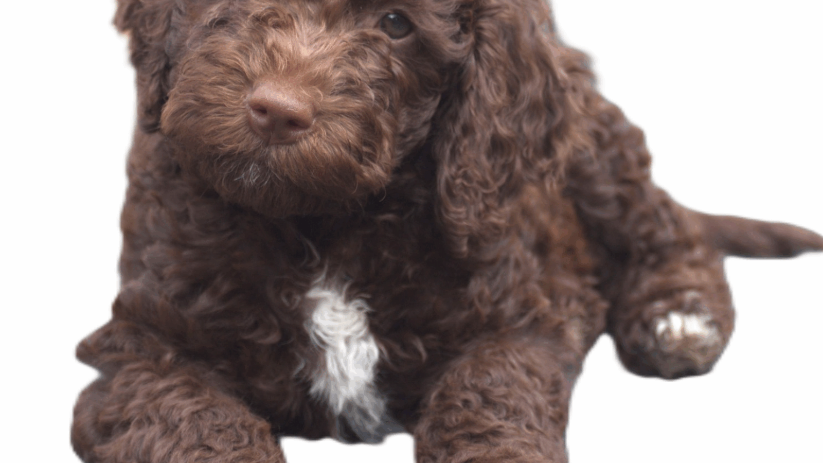 Dog Grooming Essentials Online