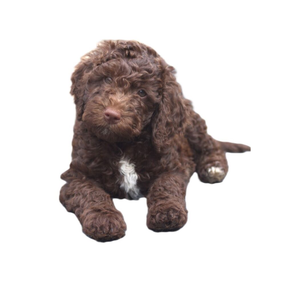 Labradoodle Puppies for Sale