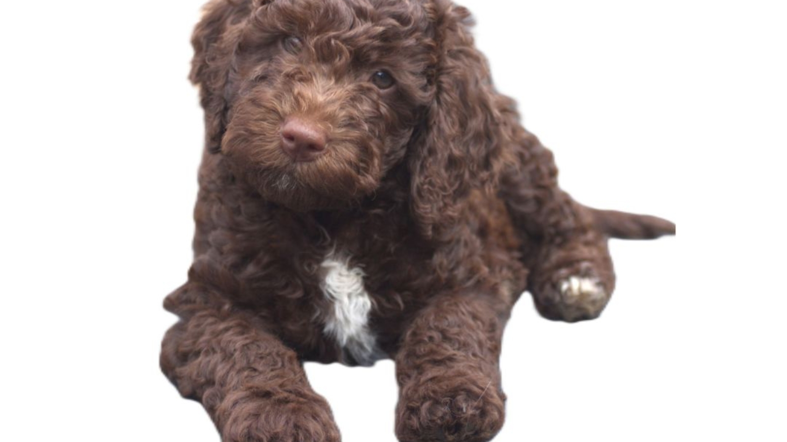 Brown Goldendoodle Puppy