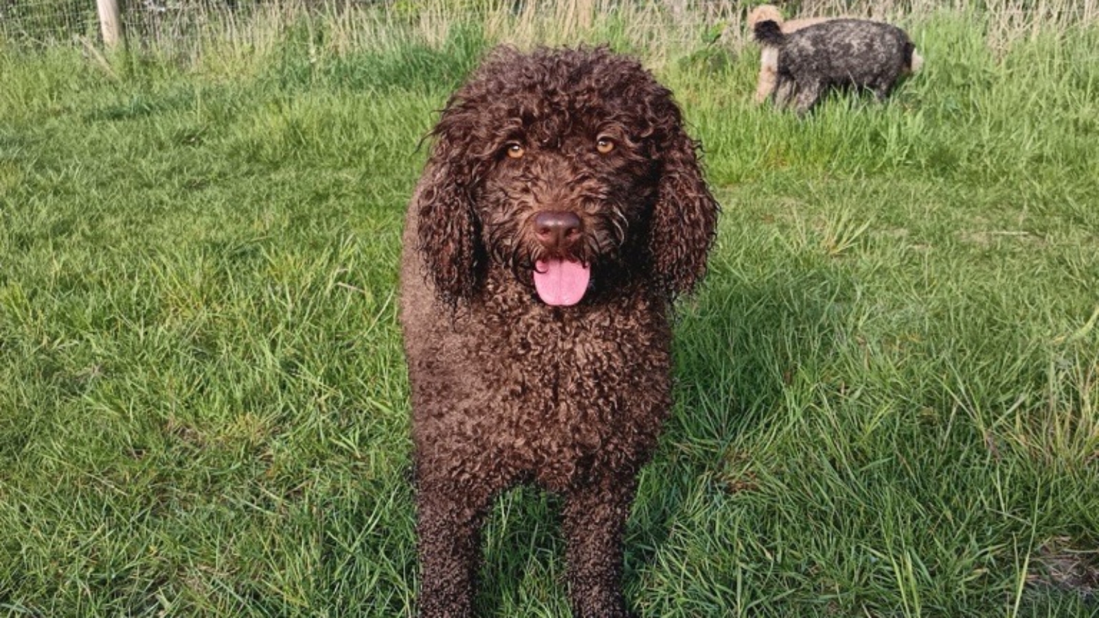 Australian Labradoodle | Buttons