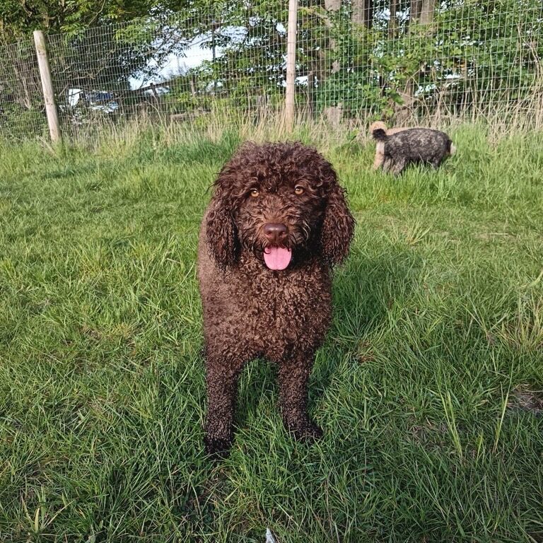 Australian Labradoodle | Buttons