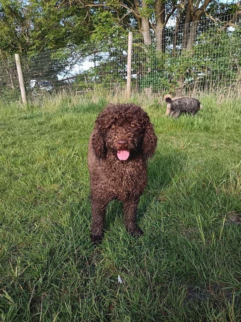 Australian Labradoodle | Buttons
