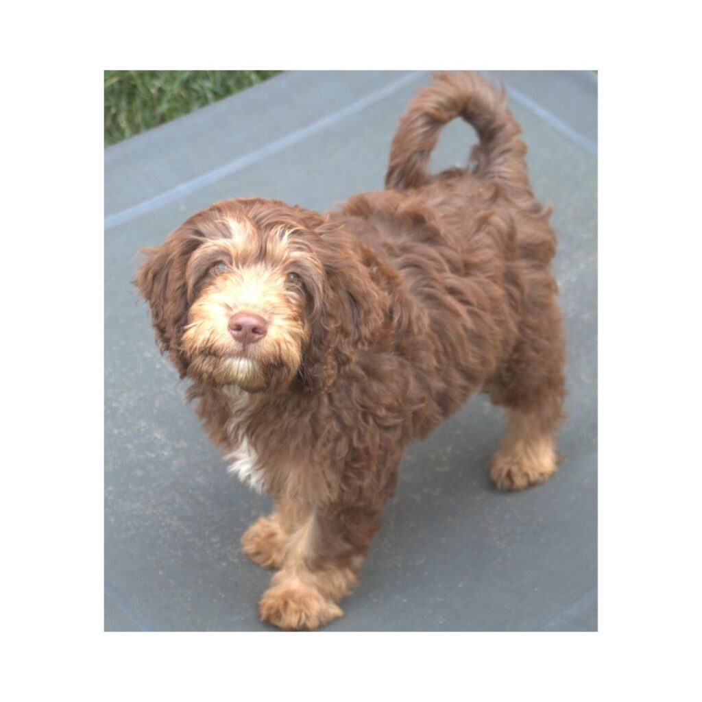 Goldendoodle Puppy