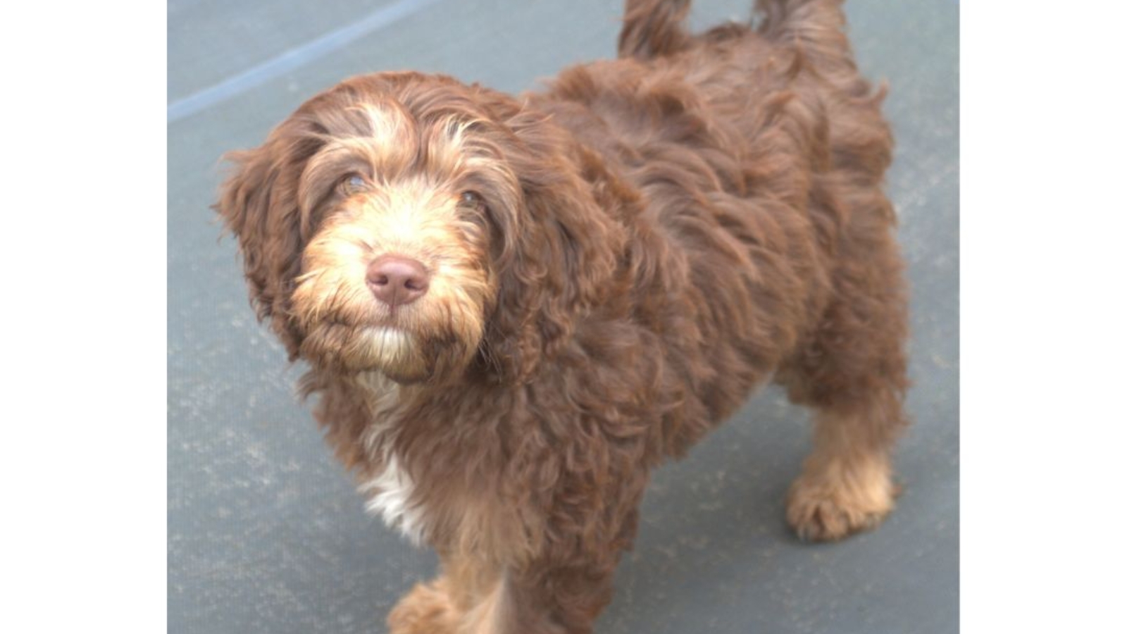 Goldendoodle Puppy