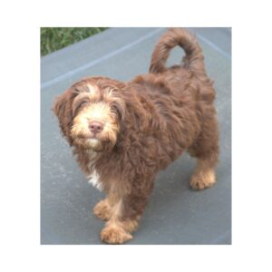 Goldendoodle Puppy