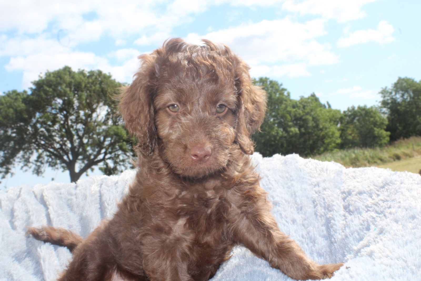 Ana Girl Australian Labradoodle