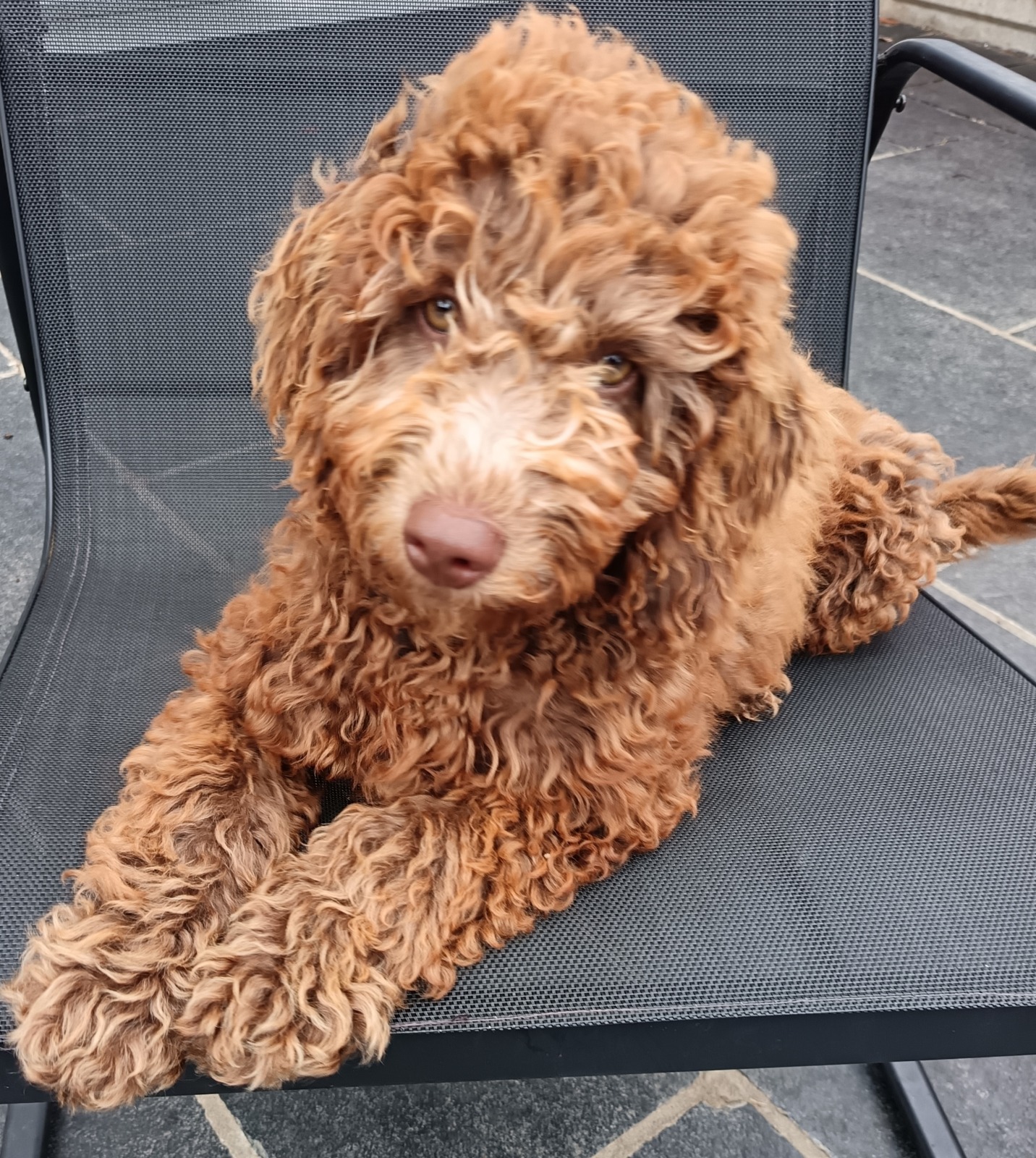 Clover Girl F1b Labradoodle