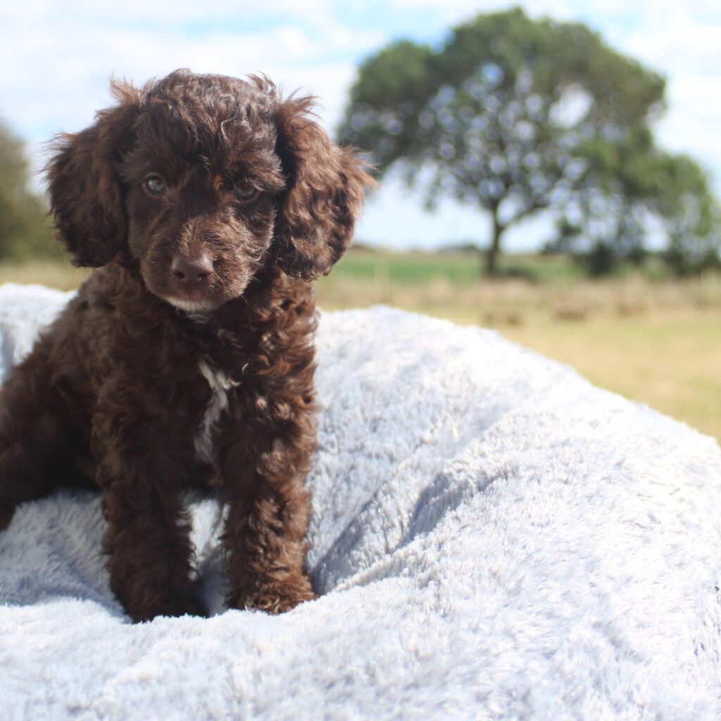 Certified Australian Labradoodle Breeder