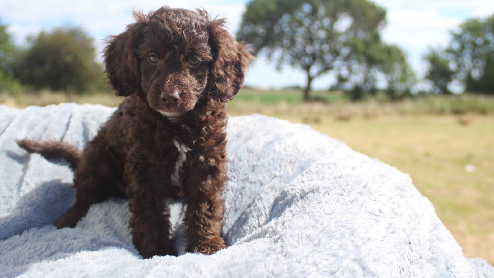 Certified Australian Labradoodle Breeder