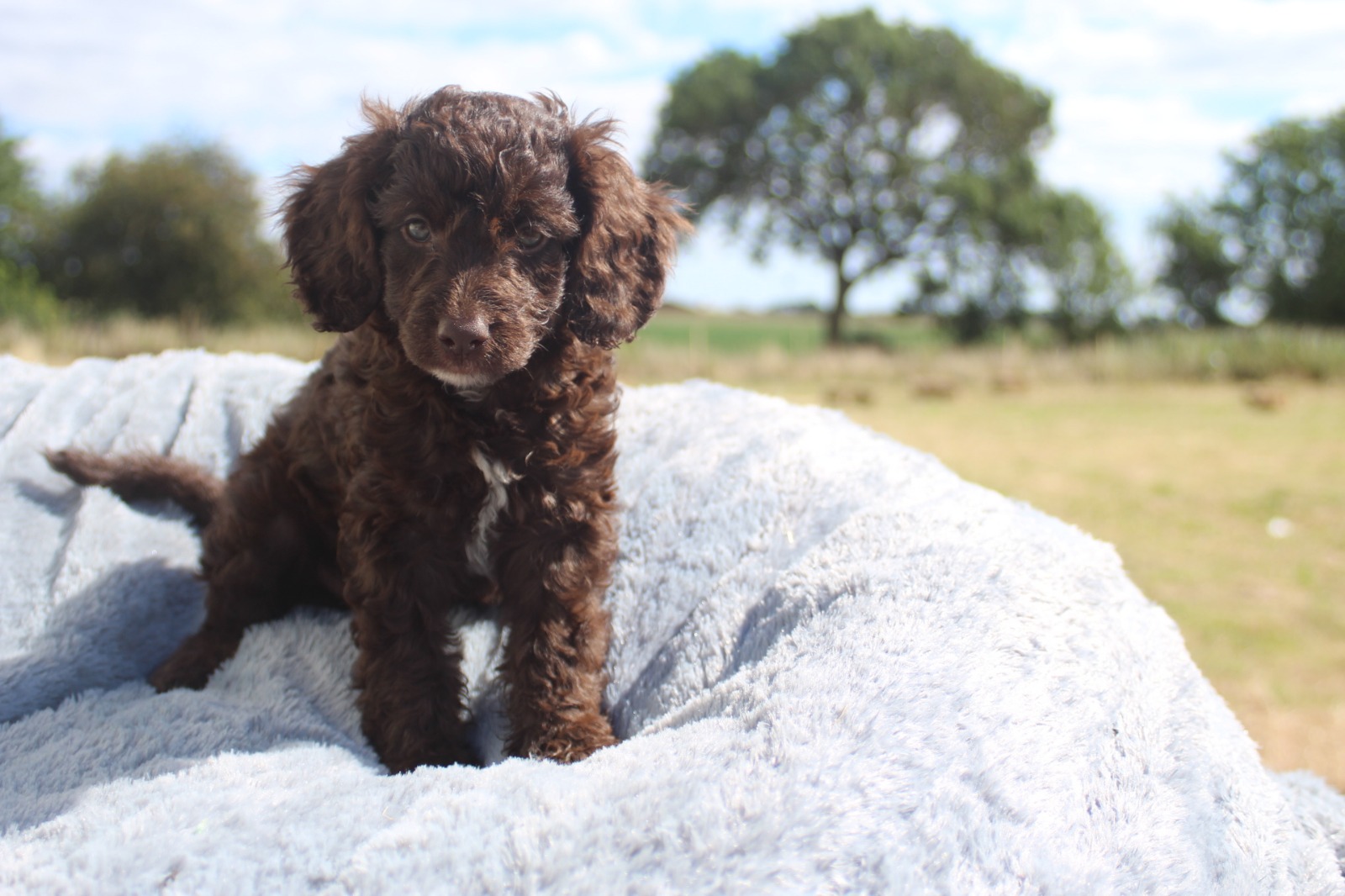 Certified Australian Labradoodle Breeder