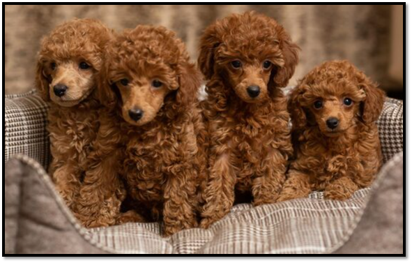 Buy Miniature Goldendoodle Puppies in Essex