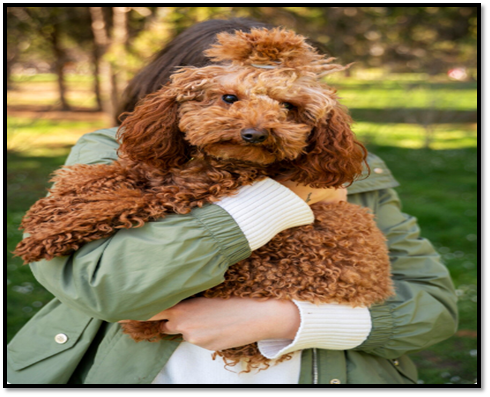 Australian Labradoodle Breeder UK