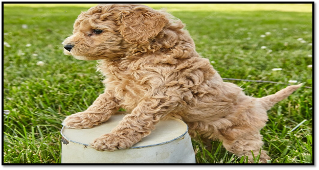 Mini Goldendoodle Dogs for Sale