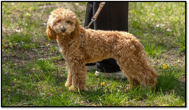 Miniature Goldendoodle Breeder UK
