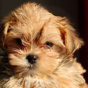 Labradoodle puppy with soft fur and expressive eyes