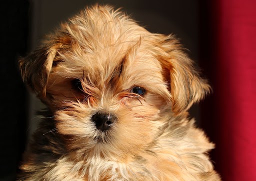 Labradoodle puppy with soft fur and expressive eyes