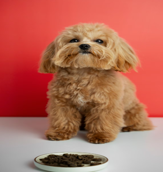 Mini Goldendoodle Puppy UK