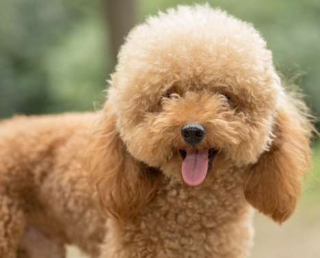 Miniature Goldendoodle Puppies Essex