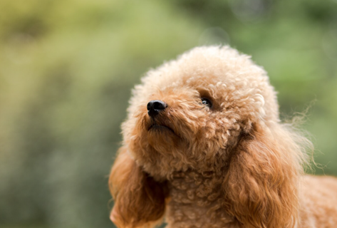 Labradoodle Trained Puppies for Sale