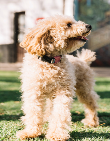 Labradoodle Breeder Essex