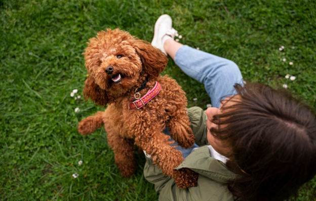 Goldendoodle adults for sale