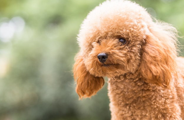 Mini Goldendoodle puppies for sale