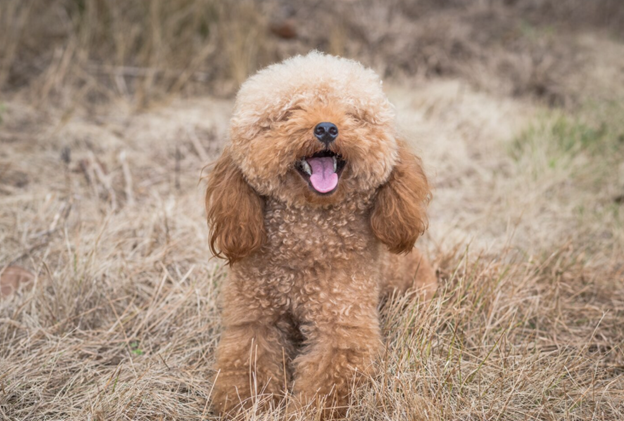 Multi-Gen Goldendoodle Breeder UK