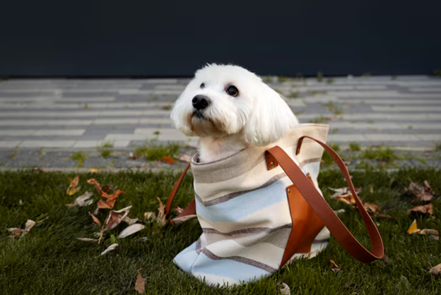 Premium Labradoodle Breeder in UK
