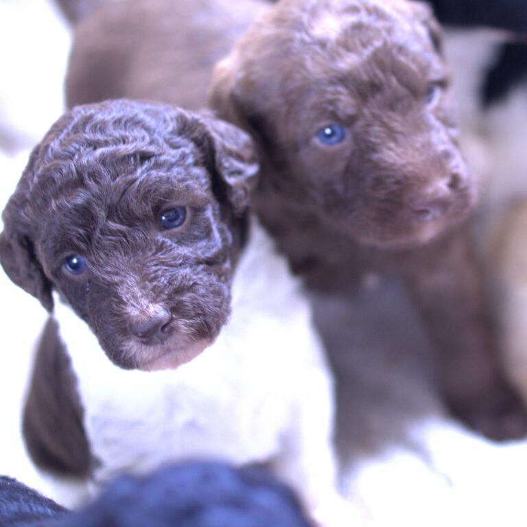 Available Puppies Whosdoodles