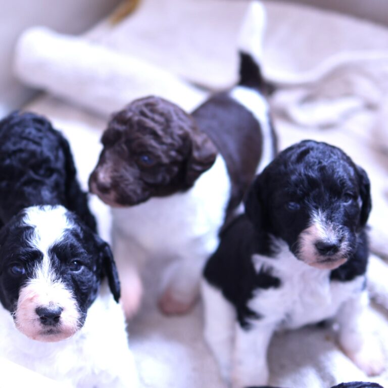 Available Puppies Whosdoodles