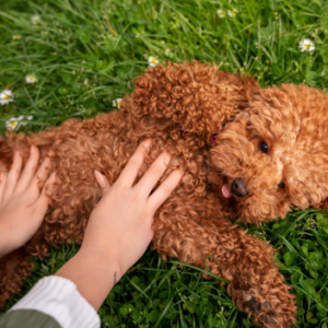 Adopt Goldendoodle Dogs
