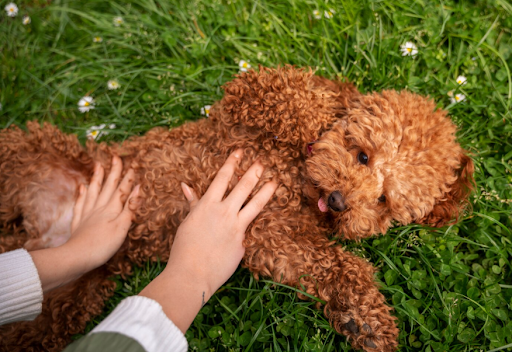 Adopt Goldendoodle Dogs
