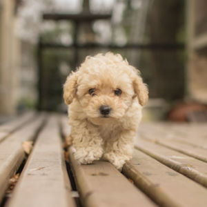 Australian Mini Labradoodle personality