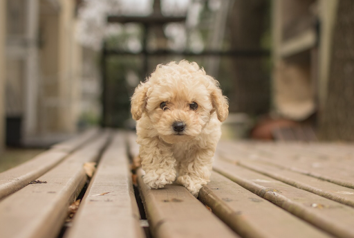 Australian Mini Labradoodle personality