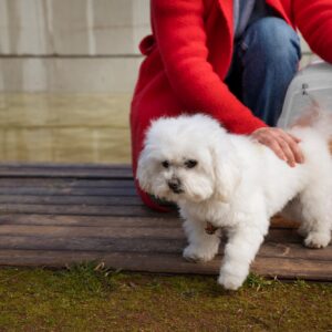 Australian Mini labradoodle