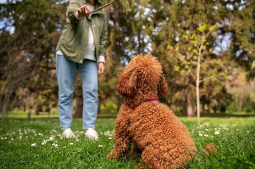 Different Labradoodle Puppy Generations
