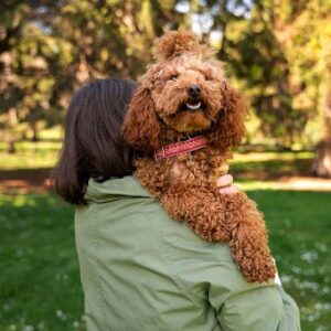 Doodle Puppies in UK