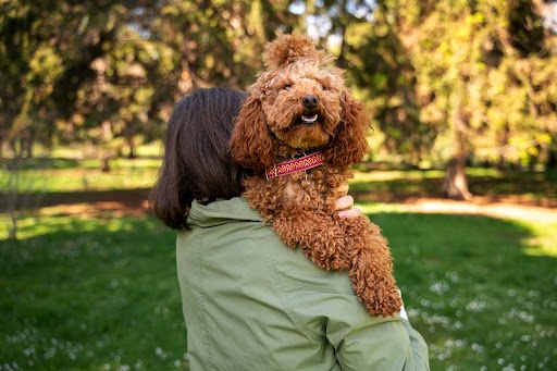 Doodle Puppies in UK